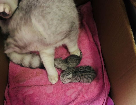 刚出生的小猫不会吃奶怎么办?