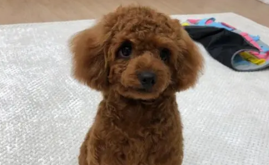 小泰迪最迟多久会走路呢？