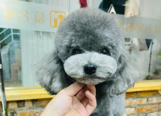 给狗狗美容三大注意事项？