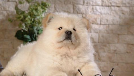 松狮犬犬瘟热后期?主要症状眼鼻有分泌物。 松狮犬犬瘟热后期?主要症状眼鼻有分泌物。