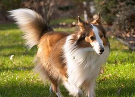 宠物犬喜乐蒂牧羊犬护理小知识! 宠物犬喜乐蒂牧羊犬护理小知识!