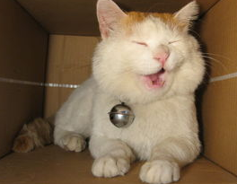 猫猫呕吐白色液体怎么办？