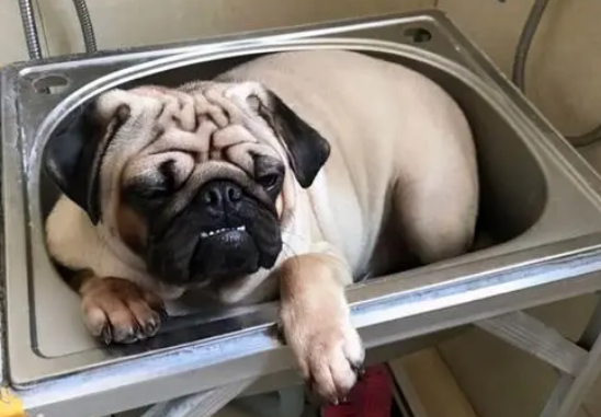 巴哥犬怎么养比较好啊