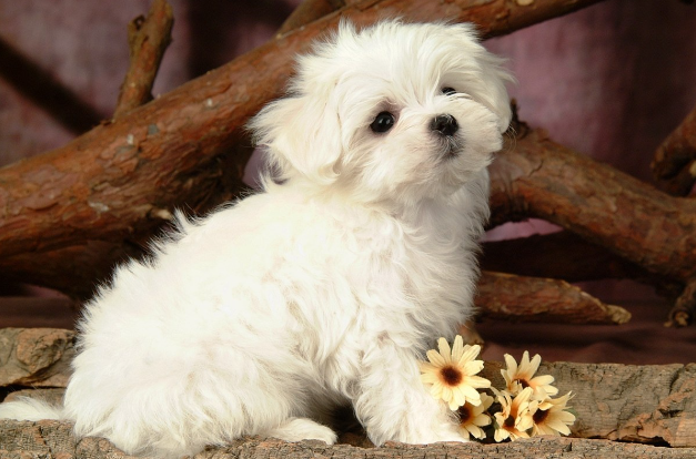 狗狗可以吃香蕉吗？狗狗吃香蕉的好处