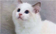 布偶猫黑下巴是怎么回事？引起布偶猫黑下巴的四大原因！
