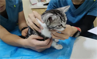 宠物医院体内外驱虫多少钱
