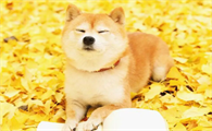 柴犬吃什么毛色好？吃这些食物对柴犬毛发好？