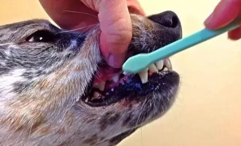 口腔疾病！80%以上的成犬都有这个问题