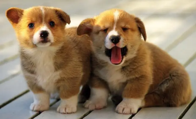 两只狗狗pp粘一起了怎么办