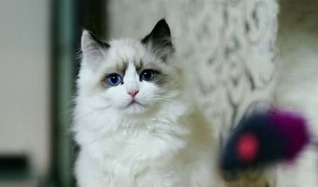 布偶猫眼屎多怎么回事？引起布偶猫眼屎多的三大原因
