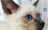 暹罗猫耳朵掉毛怎么办？导致耳朵掉毛的原因分析
