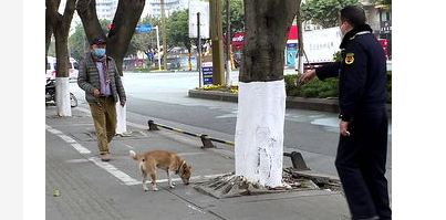 疫情并没有结束, 出门遛狗该如何消毒? 疫情并没有结束, 出门遛狗该如何消毒?