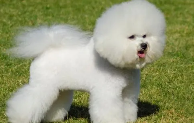 怎么养给小型犬做简单的美容？