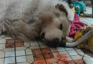 主人炫耀家中“掉毛怪”生了10个“宝宝”,网友仔细一看笑疯了… 主人炫耀家中“掉毛怪”生了10个“宝宝”,网友仔细一看笑疯了…