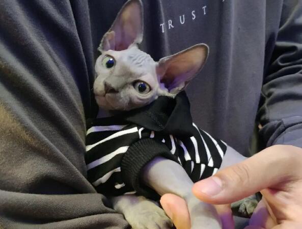 比鲁斯是猫还是狗 比鲁斯是猫还是狗