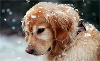 金毛犬怎么养才能养好
