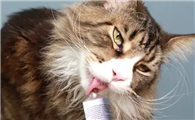 化毛膏对猫咪有什么好处