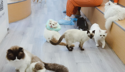 无锡哪里有正规猫舍 无锡哪里有正规猫舍