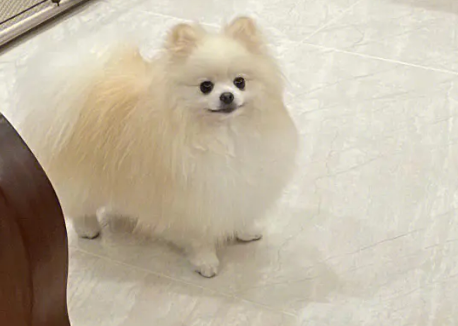 博美犬的饮食禁忌有哪些