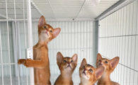 广州阿比西尼亚猫舍