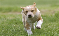 母犬产后应该怎么保健?宠主来看看吧