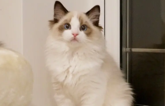 布偶猫专用猫粮?布偶猫猫粮原来这么选! 布偶猫专用猫粮?布偶猫猫粮原来这么选!