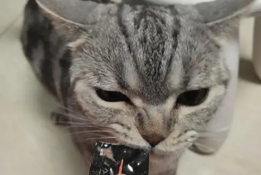 樱闲宠物零食猫条怎么样? 樱闲宠物零食猫条怎么样?