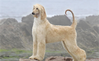 阿富汗犬多少钱一只