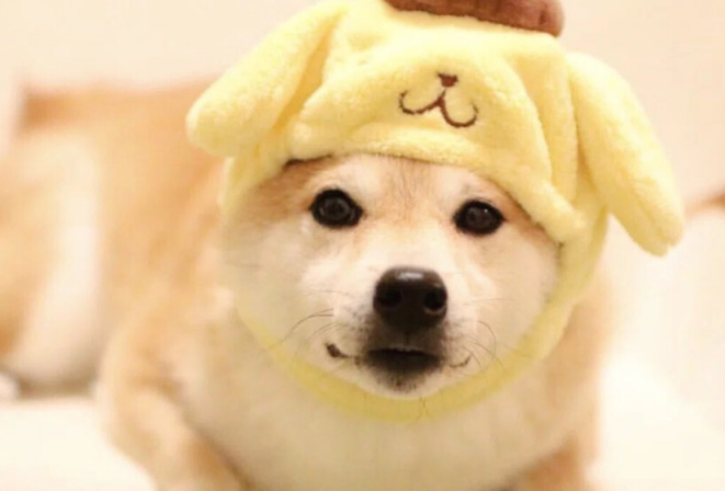 柴犬一天大便几次?导致大便不正常的有哪些原因呢? 柴犬一天大便几次?导致大便不正常的有哪些原因呢?