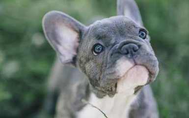 法斗犬耳朵怎么样才能有效竖立呢？