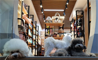 卡罗弗宠物店在哪