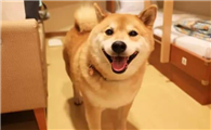 黄柴犬多少钱一只?如何饲养刚买的幼柴?