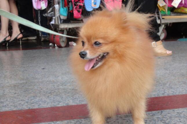 博美幼犬怎么训练 博美幼犬怎么训练