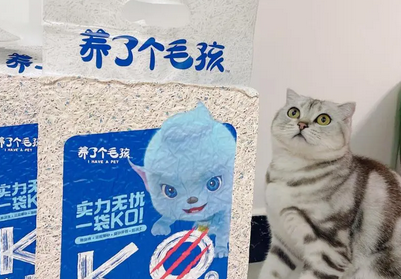 养了个毛孩猫砂怎么样
