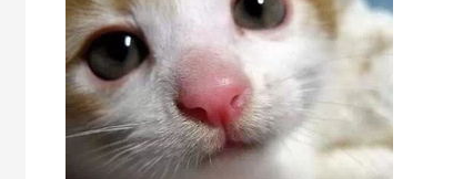 猫咪鼻子干怎么办？猫咪鼻子干干的是不是生病了？