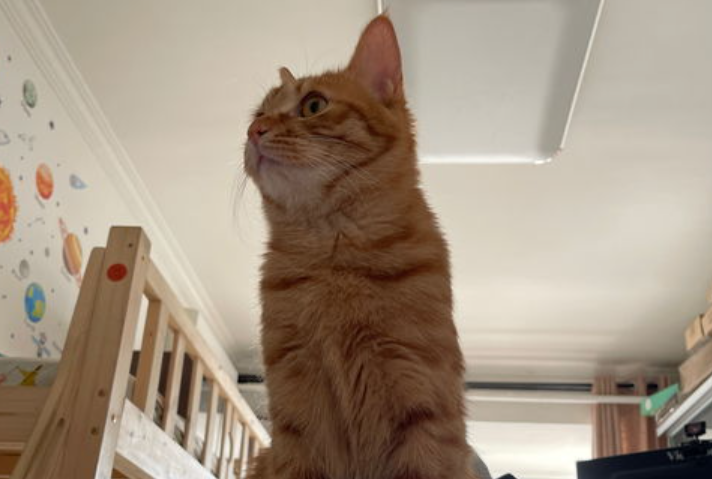 猫怕老鼠怎么办?宠物猫怕老鼠怎么办? 猫怕老鼠怎么办?宠物猫怕老鼠怎么办?