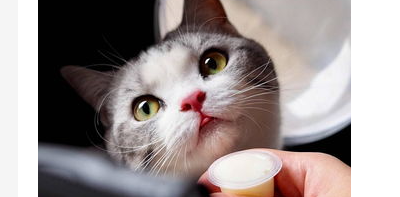 小猫被大猫咬伤怎么办?小猫崽被大猫咬了个小口? 小猫被大猫咬伤怎么办?小猫崽被大猫咬了个小口?