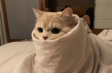 猫咪吃蛋糕后拉肚子了怎么办 猫咪吃蛋糕后拉肚子了怎么办