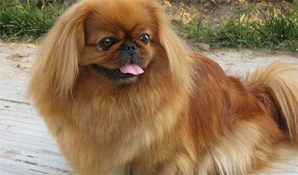 京巴犬的寿命多长啊