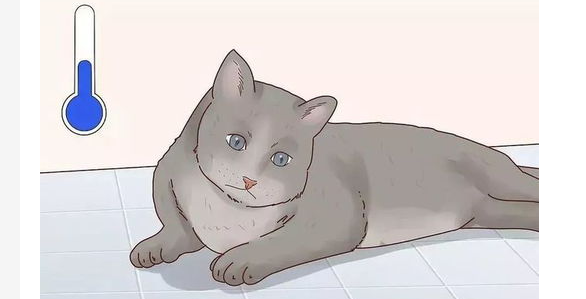 猫咪发烧了怎么办?猫咪发烧了怎么办啊? 猫咪发烧了怎么办?猫咪发烧了怎么办啊?