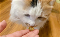猫吃鱼油的好处有哪些呢?