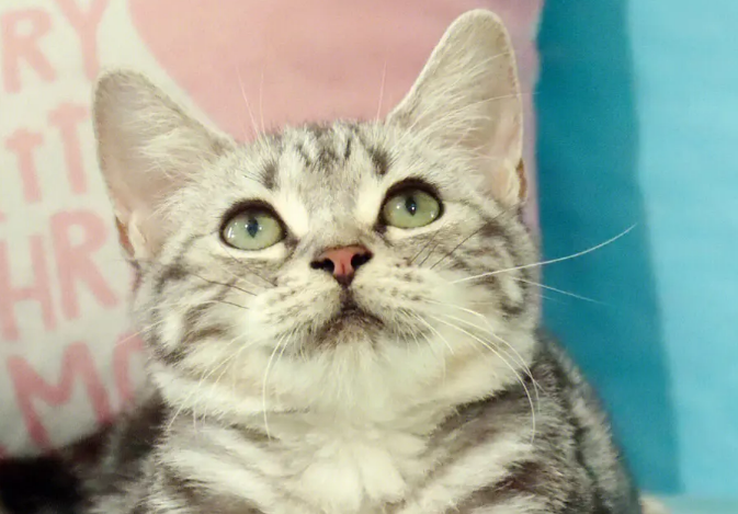美短虎斑猫的寿命 美短虎斑猫的寿命