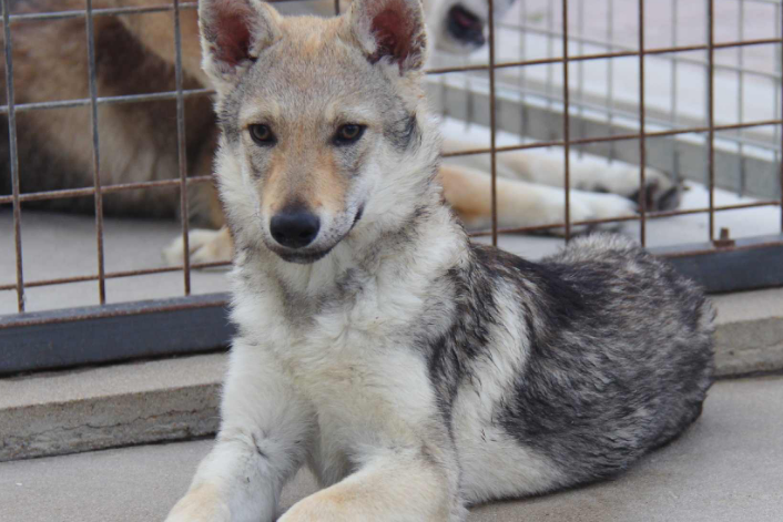 捷克狼犬幼犬出售500元