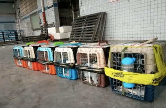 客车能托运宠物吗 客车能托运宠物吗