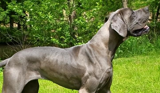 怎样训练大丹犬？大丹犬训练中的注意事项？