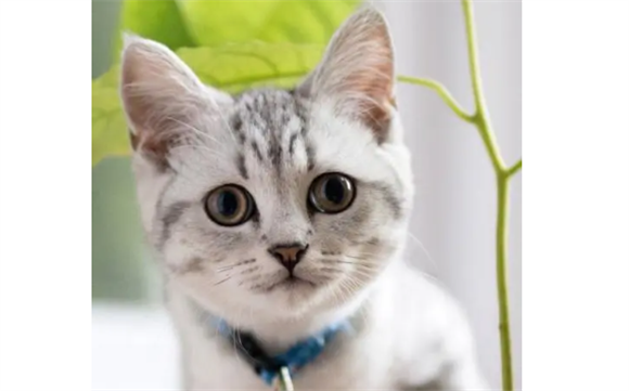 猫膀胱结石怎么办？这样做最好？