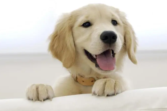 犬瘟热的治疗方法大全,赶紧收藏吧! 犬瘟热的治疗方法大全,赶紧收藏吧!