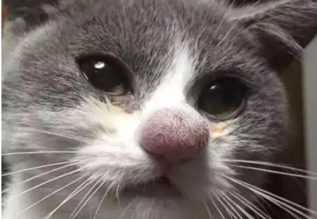 猫咪被蜜蜂蛰了嘴巴该怎么办？铲屎官们快了解一下！