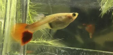 孔雀鱼生产前有什么征兆