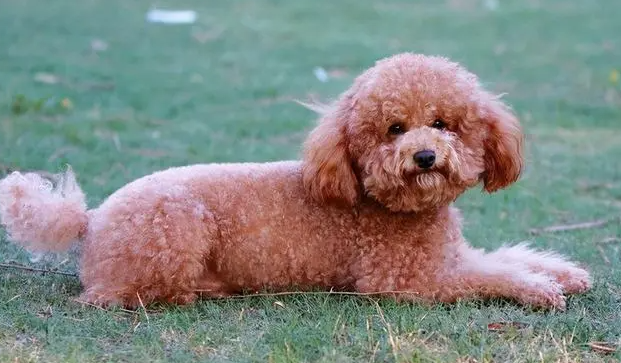 怎么训泰迪幼犬